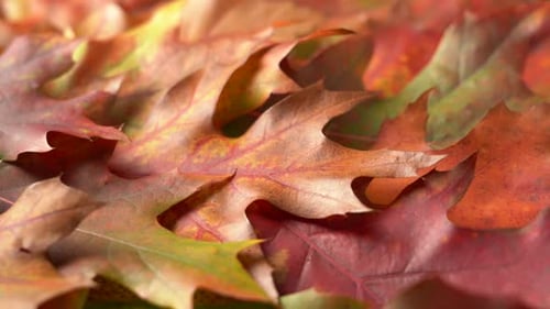 Colorful Autumn Leaves Panning Close Up