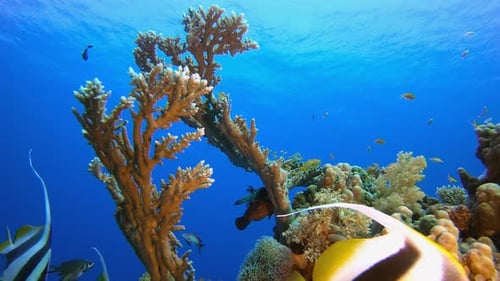 Coral Garden Scene