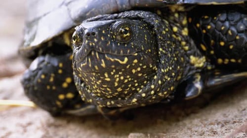 La tortue de rivière repose sur le sable. Tortue de bassin européenne Emys Orbicularis. Ralenti