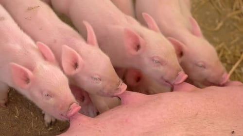 Piggies Drink Milk From Sow.