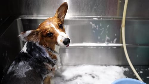 Obedient brown small dog with shampoo in metal tub in veterinary clinic