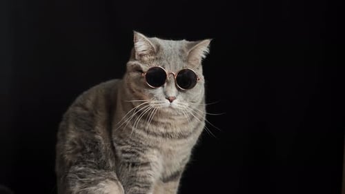 Cool Cat with Sunglasses Posing on Black Background
