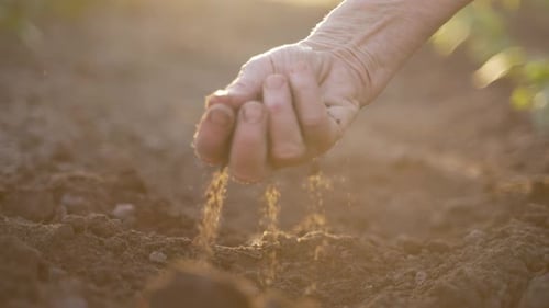 Elderly Female Hand Checking Soil Quality