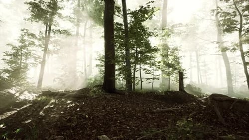 Sun Rising in a Forest with Fog