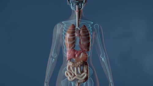 Animated 3D Human Anatomy Scan with Internal Organs