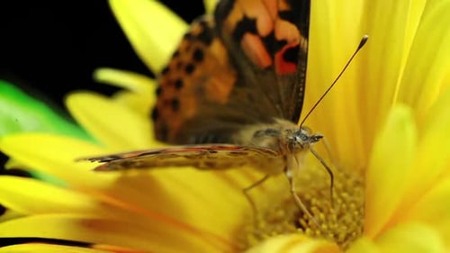 Butterfly on Vibrant Yellow Flower Close Up