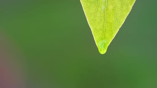 Wassertropfen, der vom grünen Blatt fällt