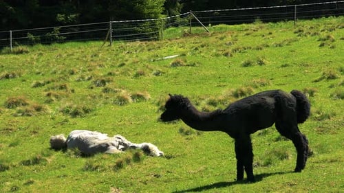 Alguns animais relaxam na grama em uma caneta