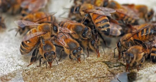 European Honey Bee, apis mellifera, Bees drinking Water on a Stone, Normandy, Real Time 4K