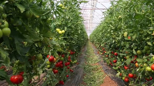 Fresh Tomatoes Growing in a Greenhouse