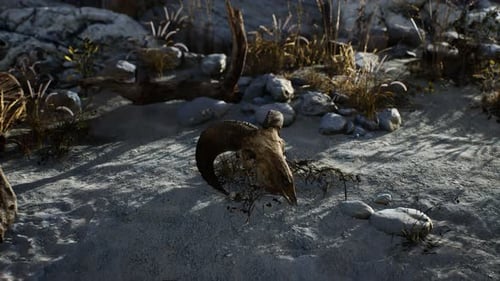 Skull of a Dead Ram in the Desert