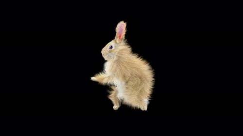 Rabbit Walking 4K