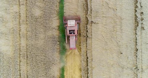 Ernten. Mähdrescher erntet Weizen