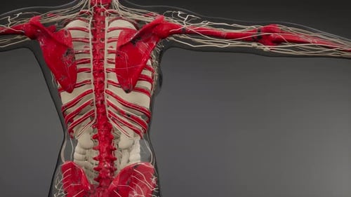 3D Animation of Human Nervous System and Skeleton