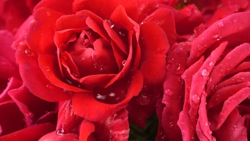 Falling drops of water on the buds of red roses.