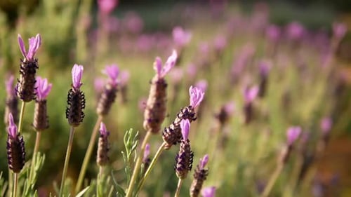 Frühlingsblume