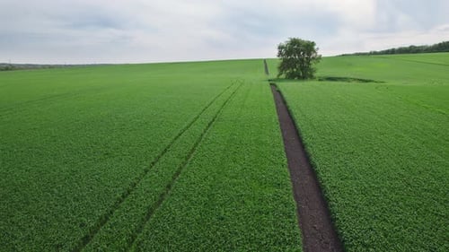 Beautiful Summer Landscape