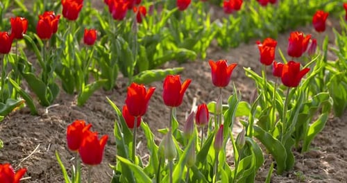 Tulips on Agruiculture Field Holland