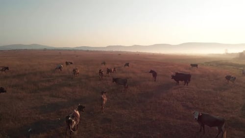 Cows Graze on Meadow at Sunset