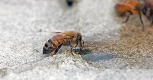 European Honey Bee, apis mellifera, Bees drinking Water on a Stone, Normandy, Real Time 4K