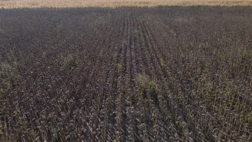 Luftaufnahme, Drohnenaufnahme einer trockenen reifen Feldsonnenblume, Erfolg in der Landwirtschaft