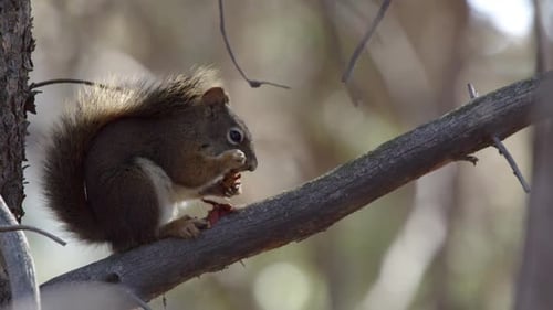 Squirrel eating a pinecone sitting on a branch then jumping