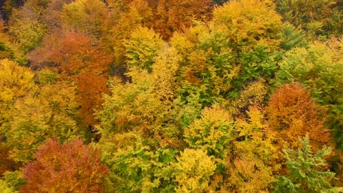 View From the Height on a Bright Yellow Autumn Forest