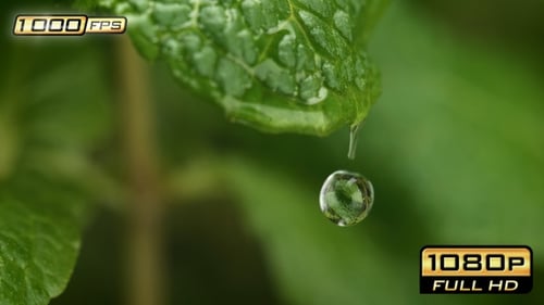 Gouttelette coulant d'une feuille de menthe