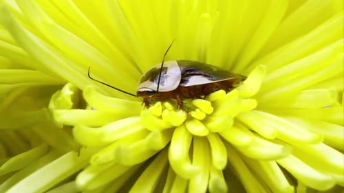 Centurion Roach on a yellow flower