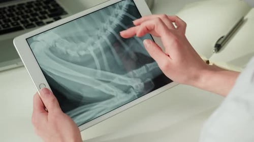 Veterinarian Examining Animal X-ray on Tablet Device