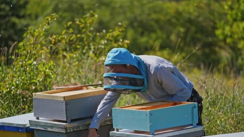 Beekeeper on the apiary