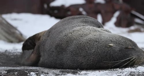 MS Fur seal (Arctocephalus gazella) dormindo na neve na Ilha Decepção/Península Antártica