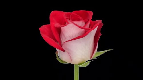 Rotating white-red Bluez rose with ALPHA channel, seamless loop