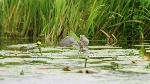 Schwarze Seeschwalbe schlägt Flügel und versucht, von der Seerose im Fluss abzuheben