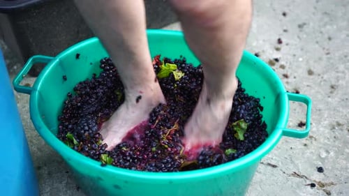 Feet Crushing Grapes in a Plastic Tub