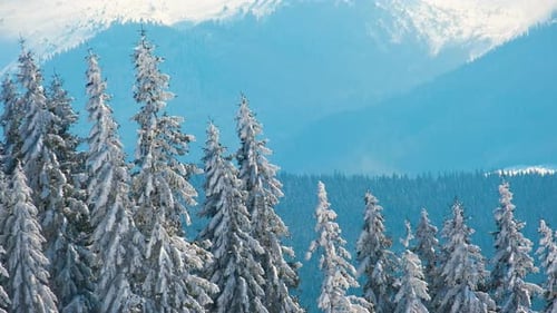 Tall evergreen pine trees covered with fresh fallen snow in winter mountain forest on cold