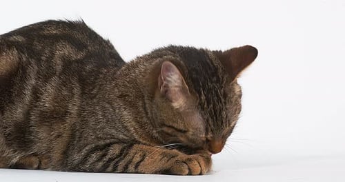 Tabby Cat Grooming Itself on White Surface