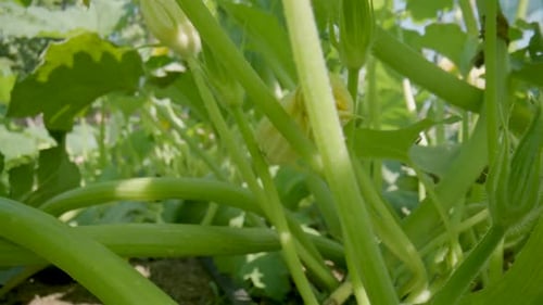 Flowering Zucchini Bush Growing on Earthen Garden Beds on a Summer Sunny Day