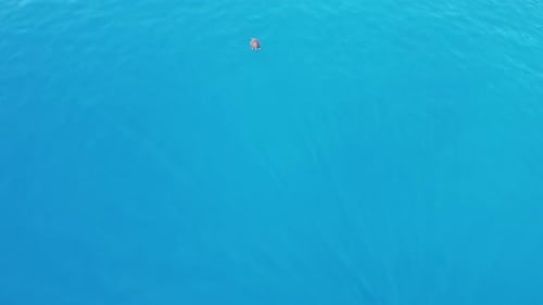 Sea Turtle Swims in the Sea