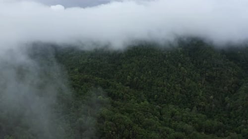 Morning fog clouds moving from the top of the rainforest mountain.