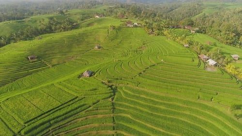 Reisfelder mit landwirtschaftlichen Flächen in Indonesien