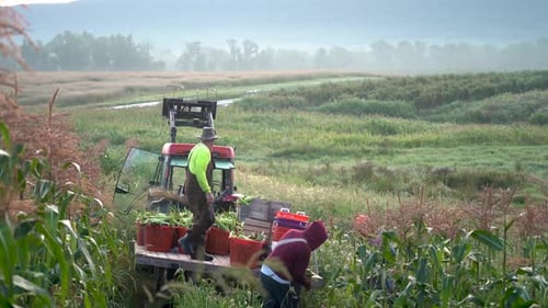 Men loading baskets of corn onto a flatbed behind a tractor in a corn field.