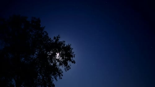 Night Sky with Stars and Moon Behind Tree