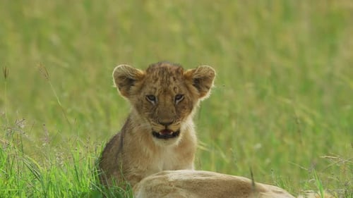 Löwenjunges in der Savanne