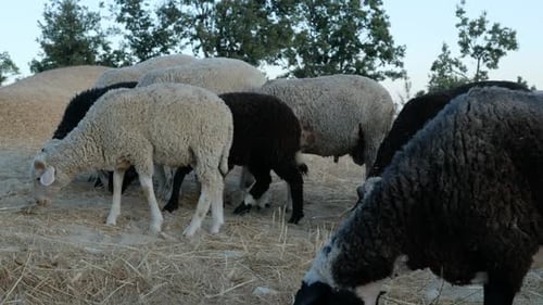 Farm