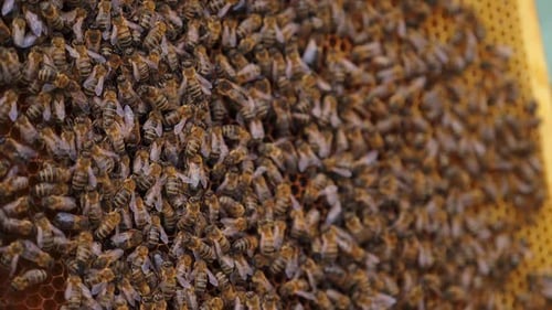 Bees Working on Honeycomb Frame Close-Up