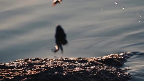 Funny frog jumping in the river. Green toad sitting on the stone and jumps away into the pond.