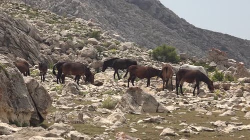 Horses Graze on Rocky Mountainside