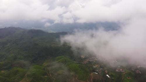 Mountain Tea Plantation