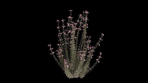 Capitatus rosa